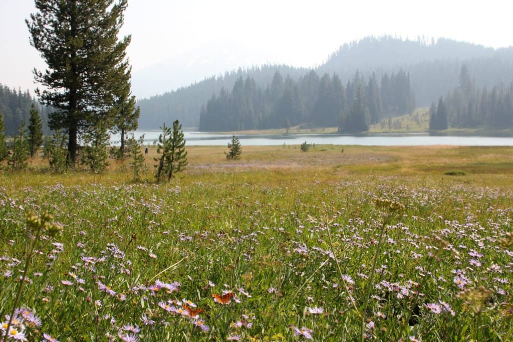 Wildflower Displays