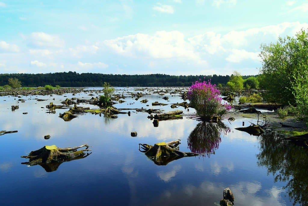 Delamere Forest