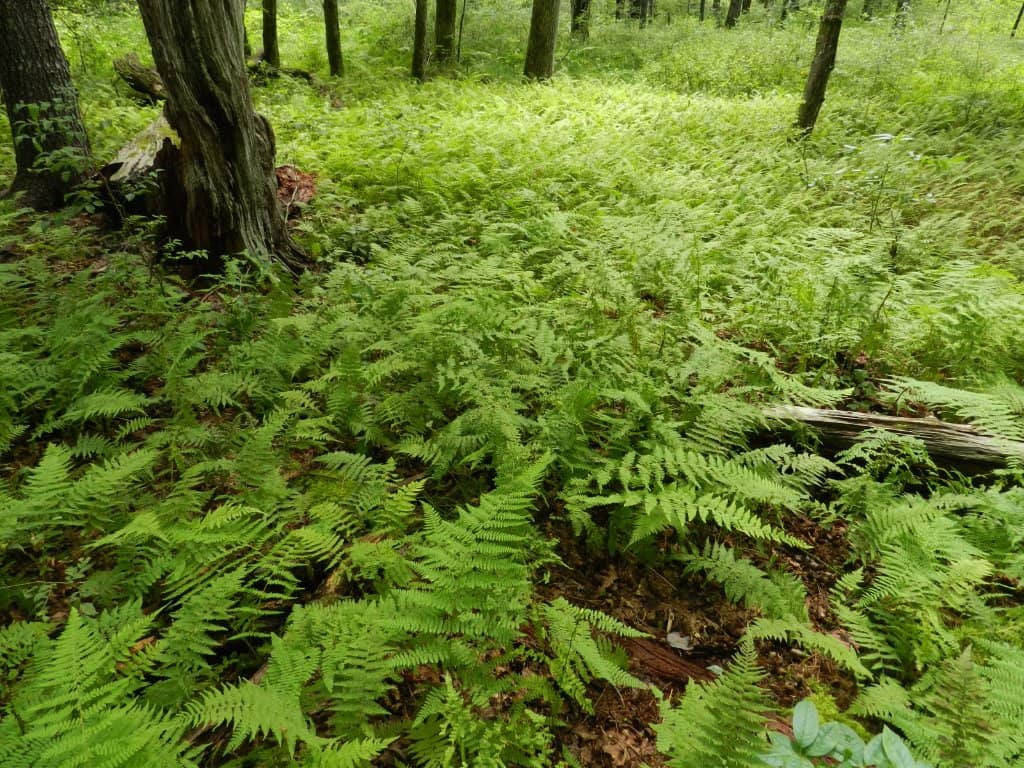 Chic Salon & Spa Beds