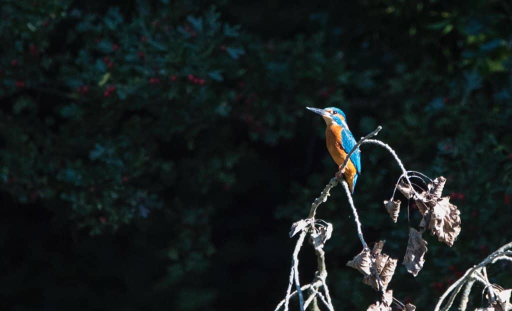 Perimeter Walking Path