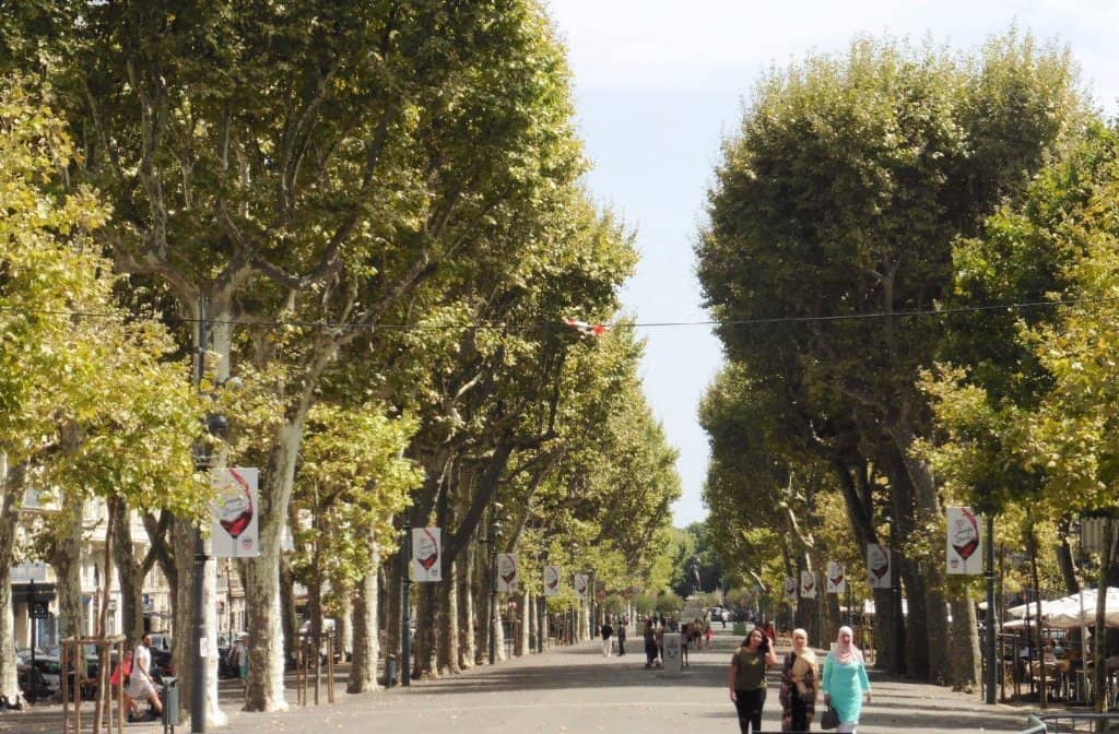Leafy Avenues