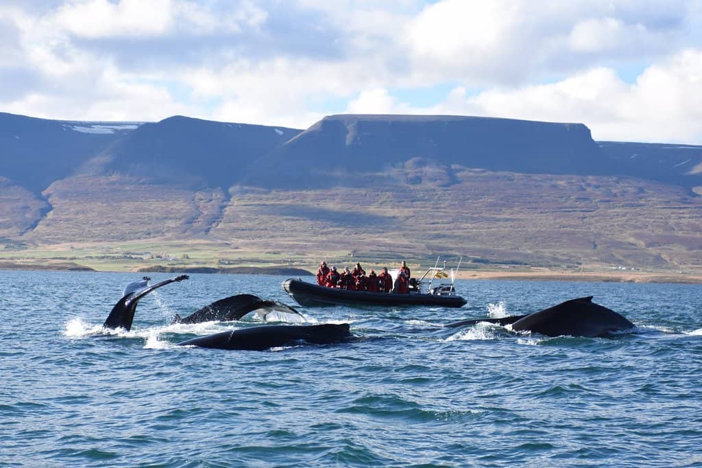 Humpback Whale Encounters