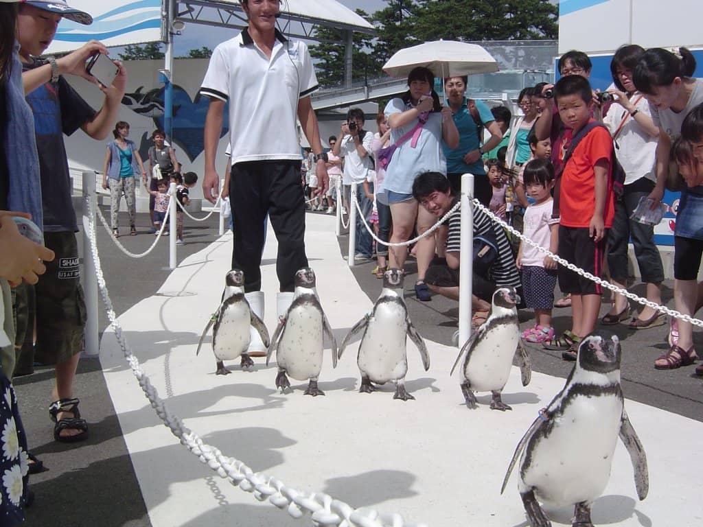 Penguin & Tortoise Exhibits