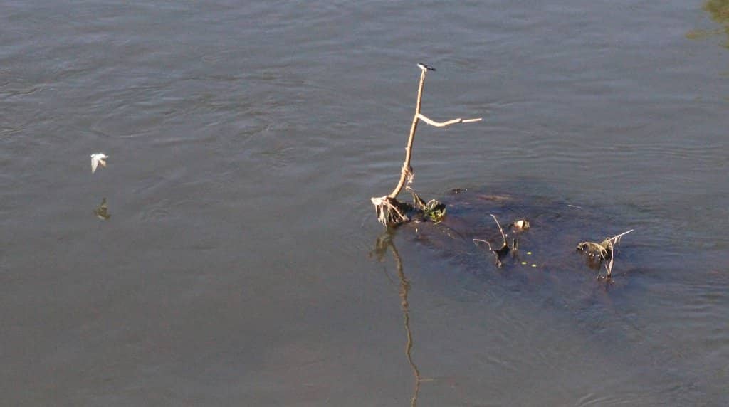 Rua do Porto Ambiance