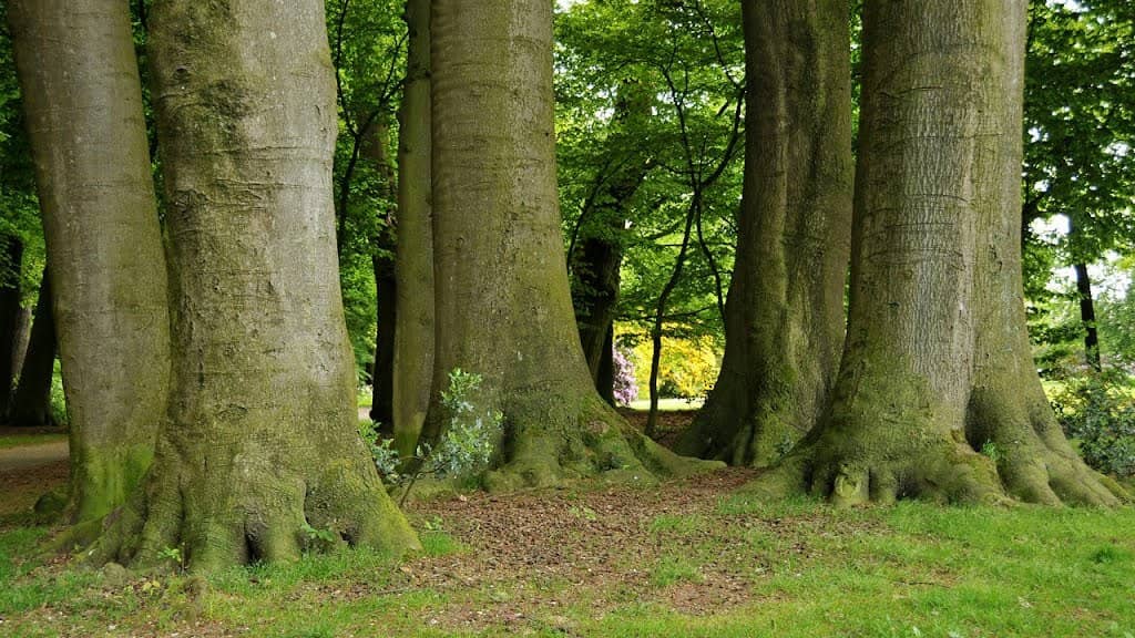 Formal Gardens