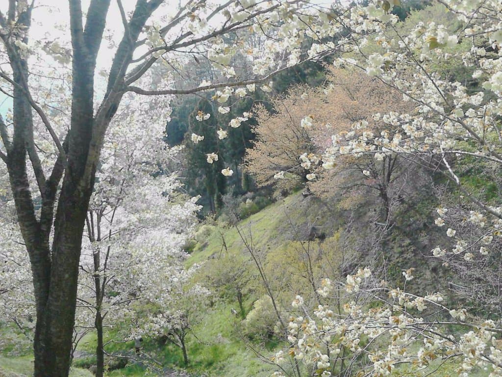 鉄道公園下の「桜の散歩道」。ソメイヨシノが終わっても、梅岩時の枝垂桜が見頃を過ぎたばかりなら、こんな感じ(の年もありました)