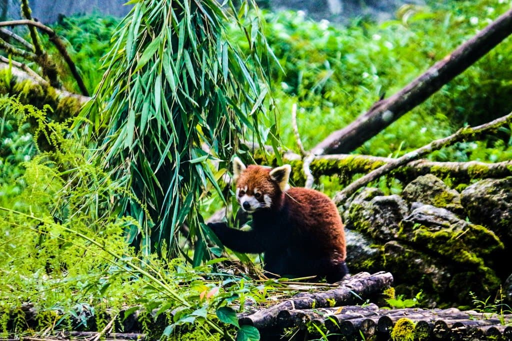 Red Panda