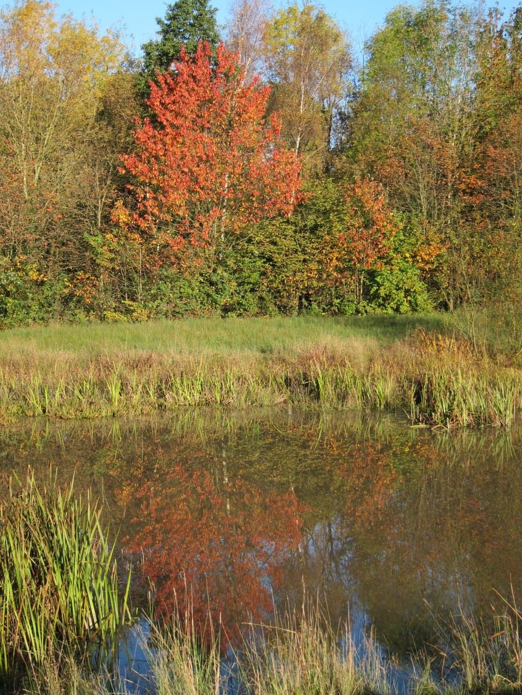 Colourful reflections in one of the ponds in the meadows