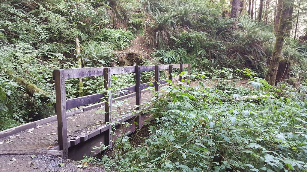 Drift Creek Falls