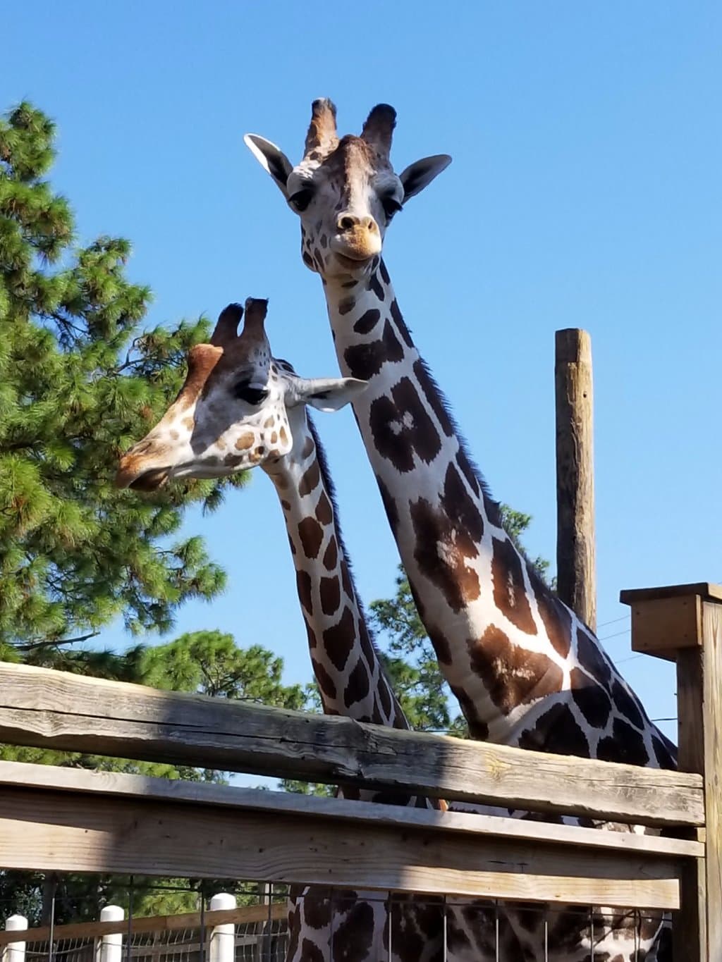 Giraffes!
