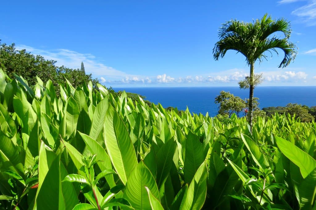 Garden of Eden Maui