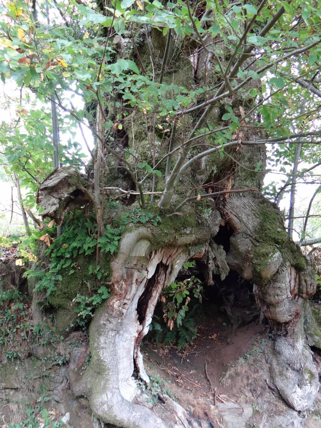 Lucenza Glacial Lagoon