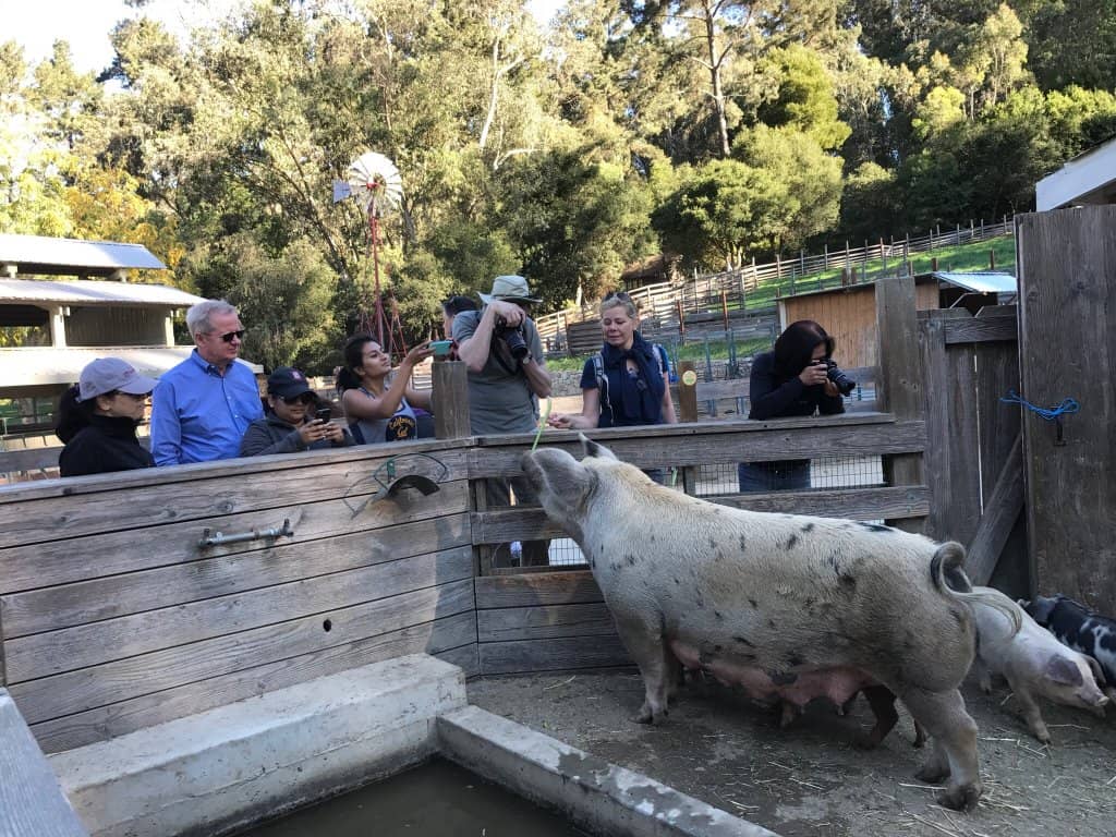 Explore Tilden Regional Park