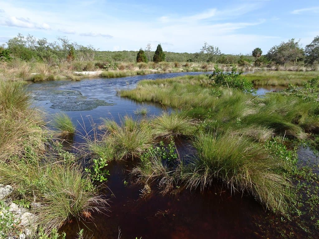 Beautiful wetland