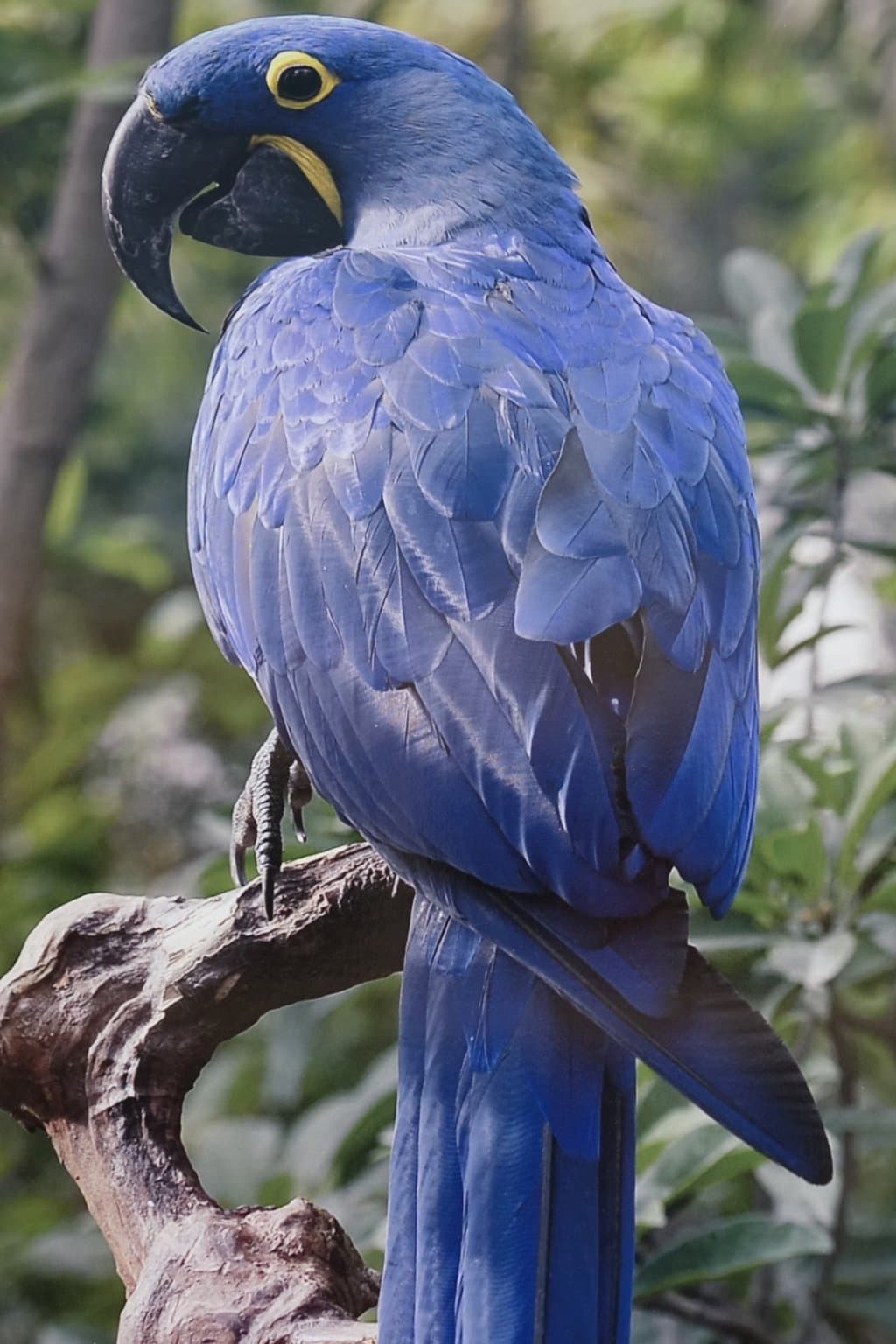 Shukavana, Mysore, Karnataka, India