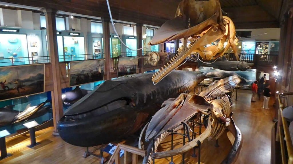 The Natural History Museum