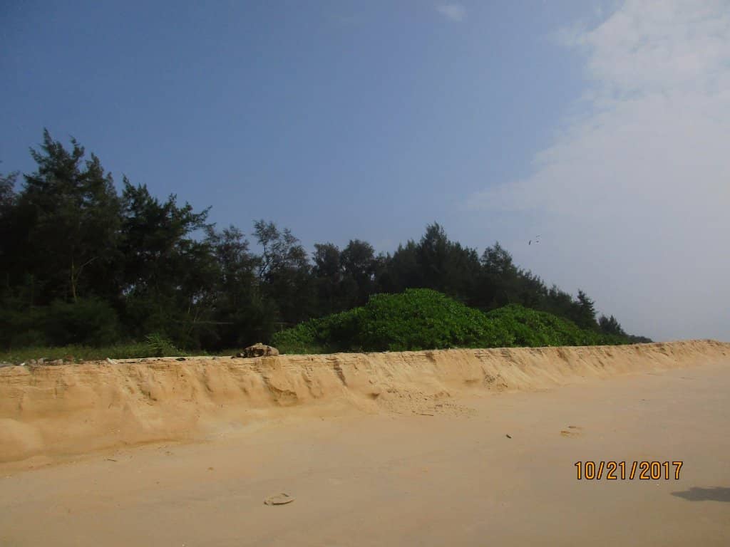 Mangrove Lined Shores
