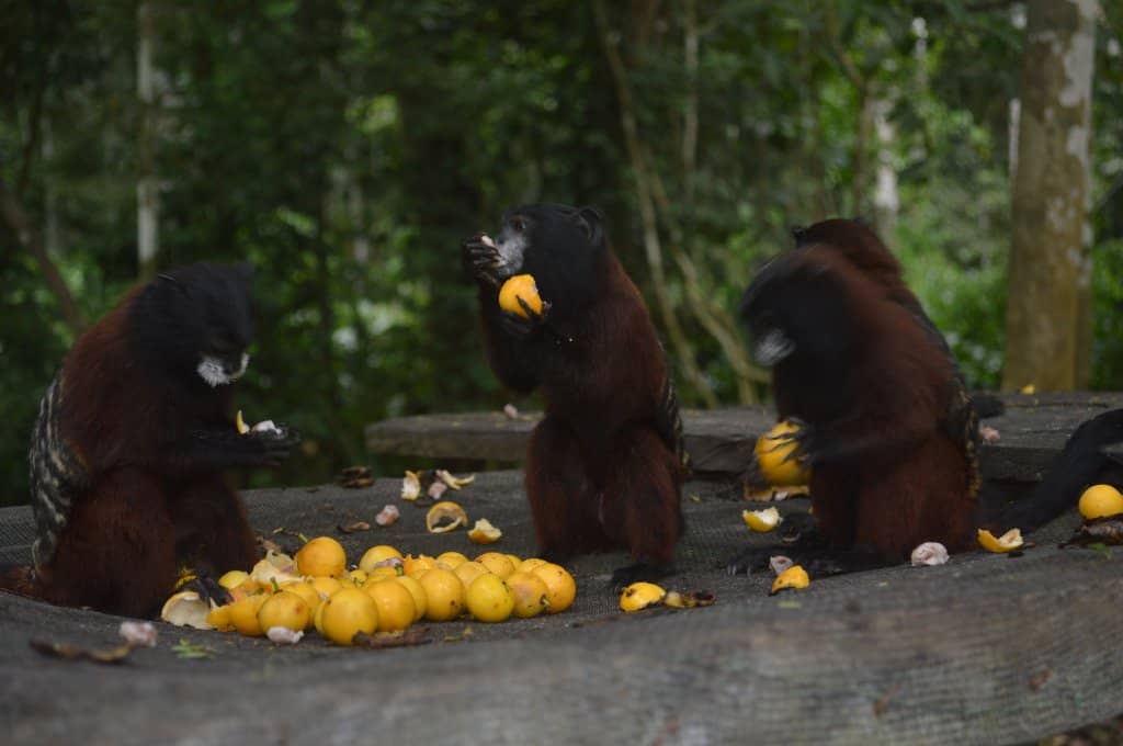 Rescue and Rehabilitation Center