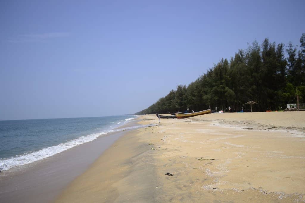 Pine Tree Lined Shores