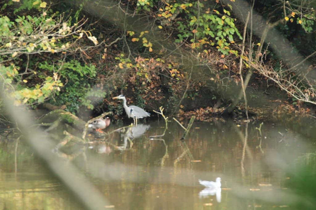Bridgewater Canal Towpath
