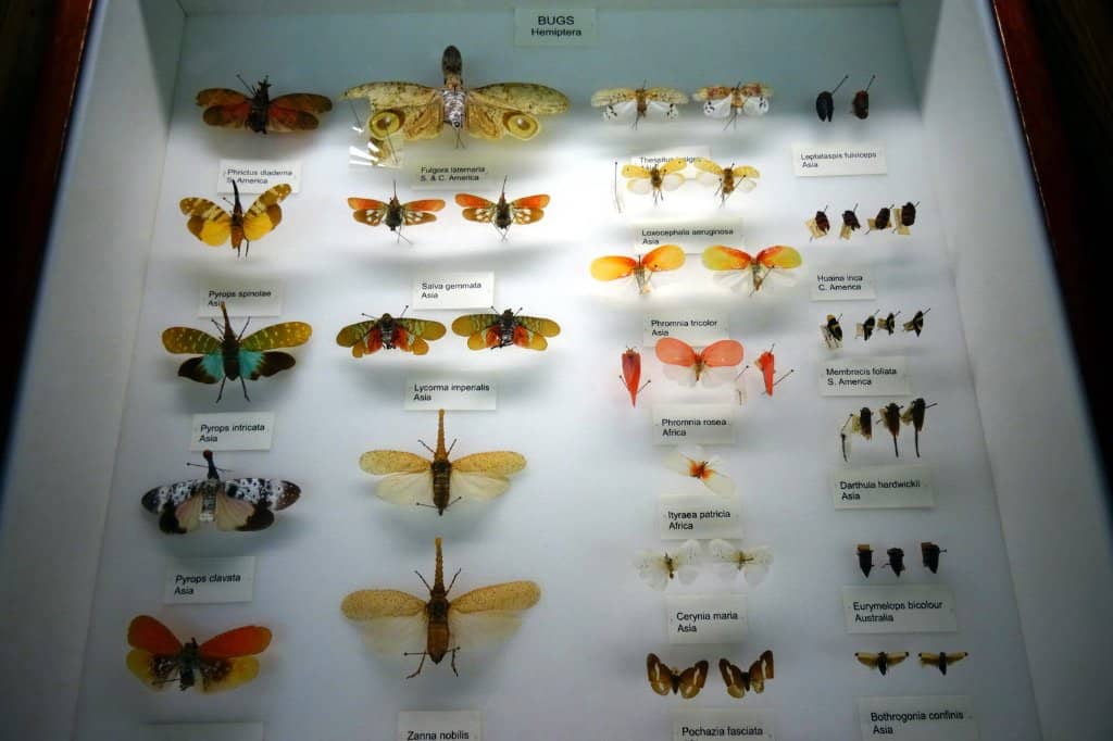 Extinct and Rare Species