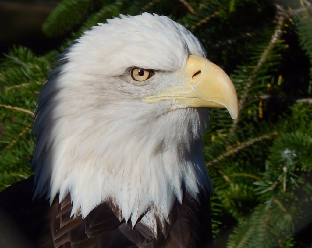 ZooAmerica