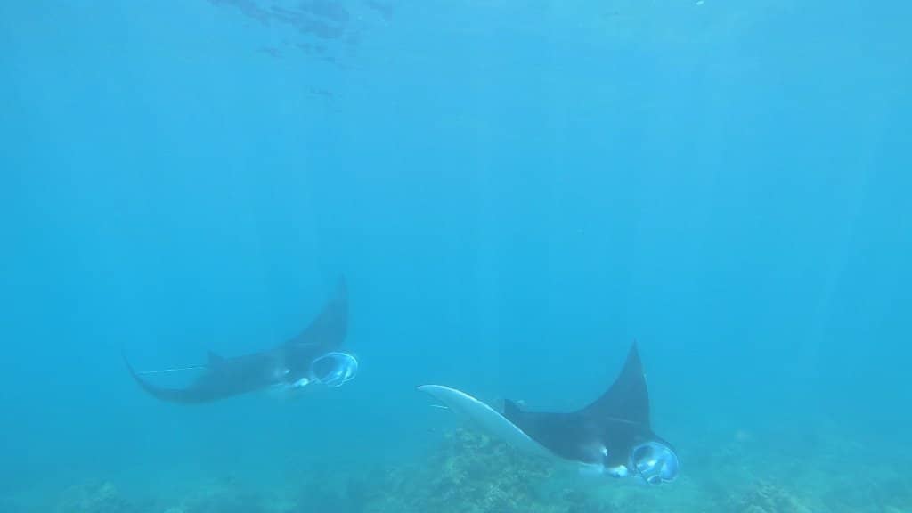 Abundant Marine Life