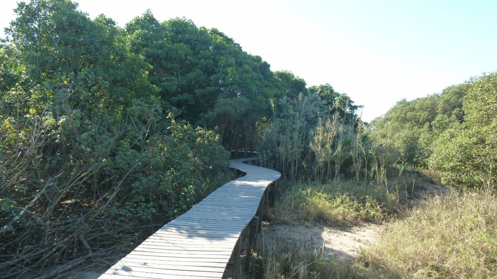 Passerrelle dans la mangrove