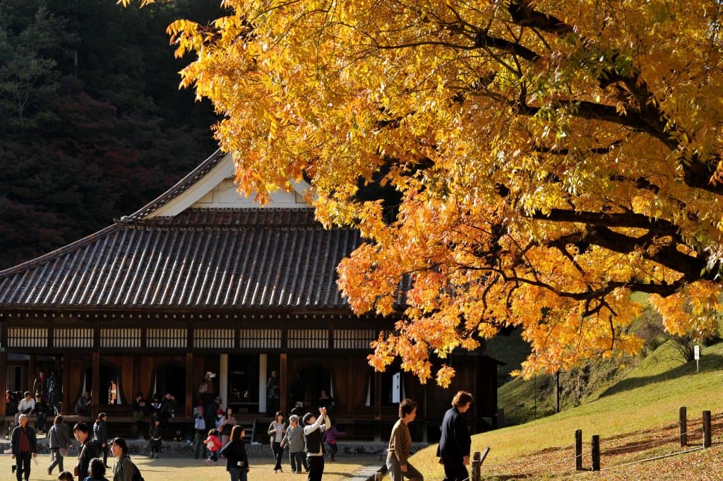 向かって右側の楷の木は少し黄色い