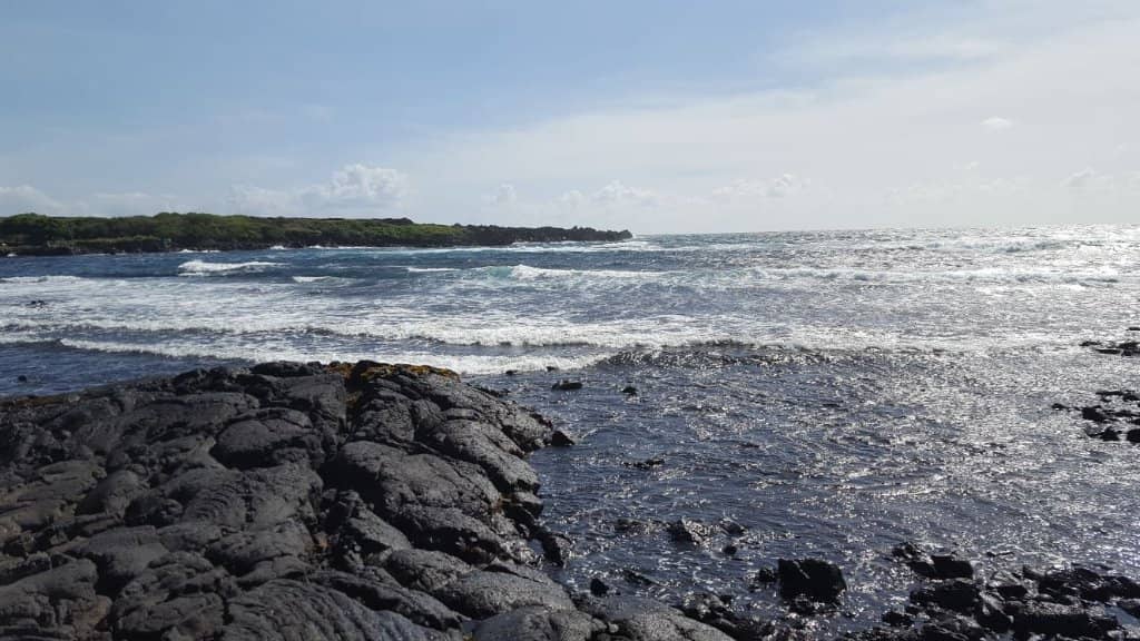 Green Sea Turtle Encounters