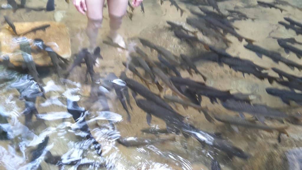 Puang Fish