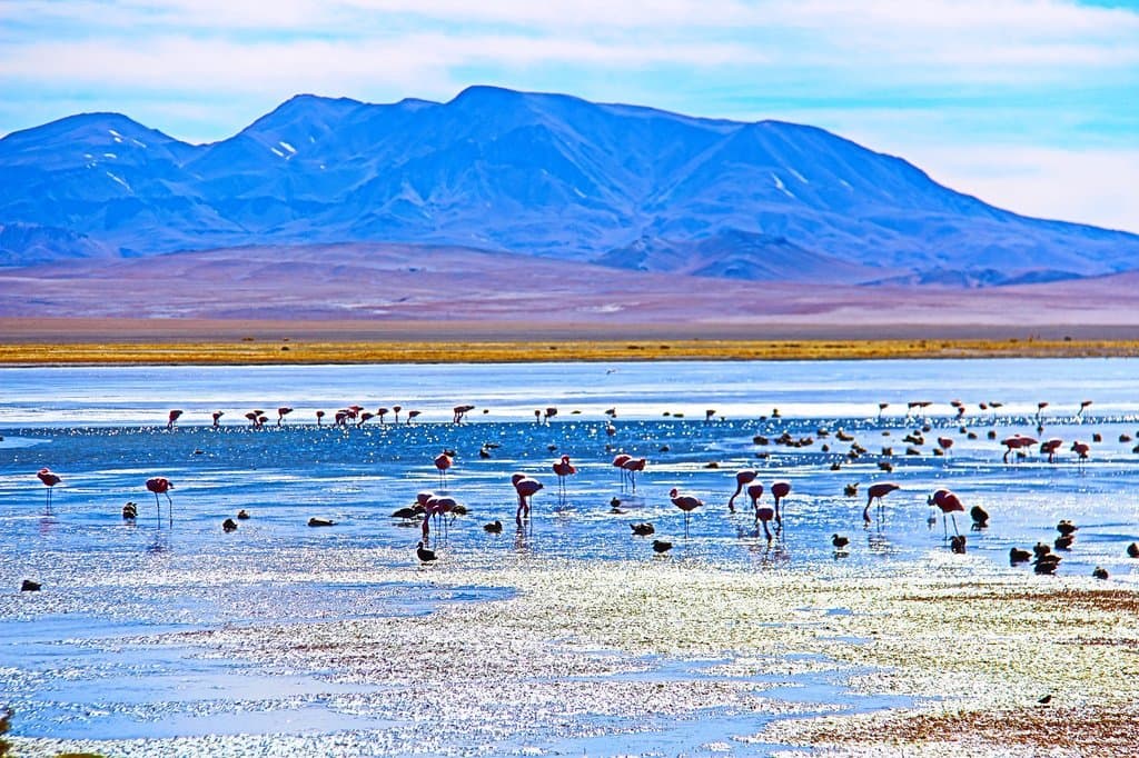 Reserva dos Flamingos