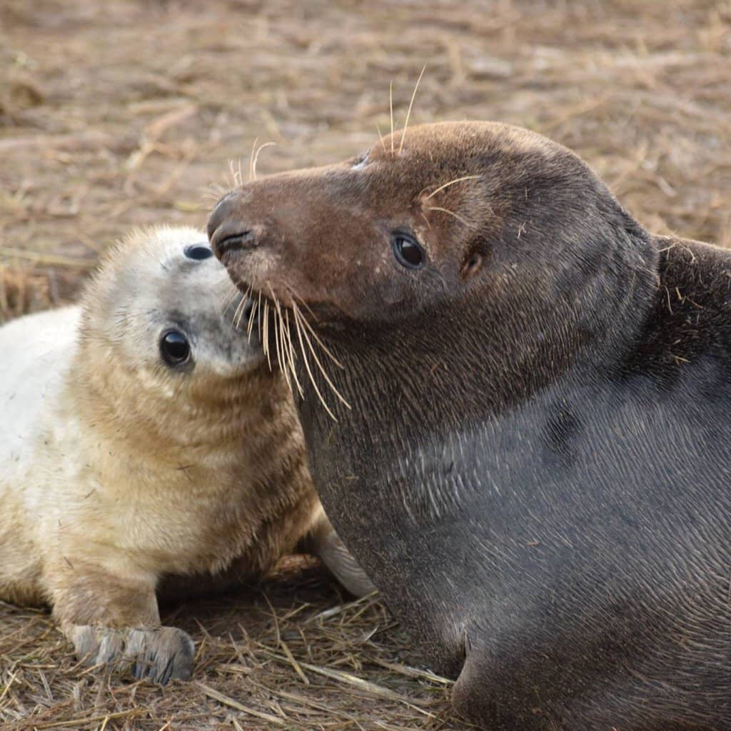 Coastal Salt Marshes