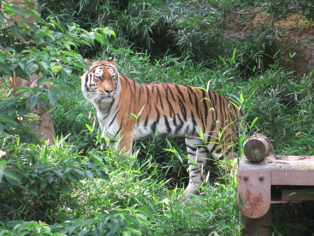 Tiger