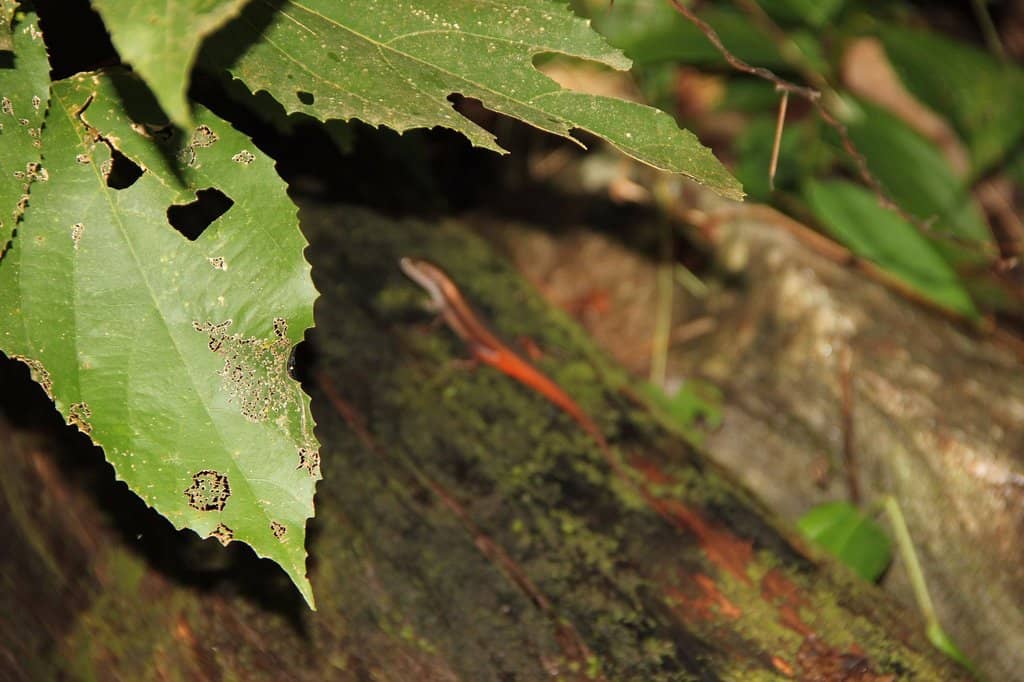 Forest Trek Experience