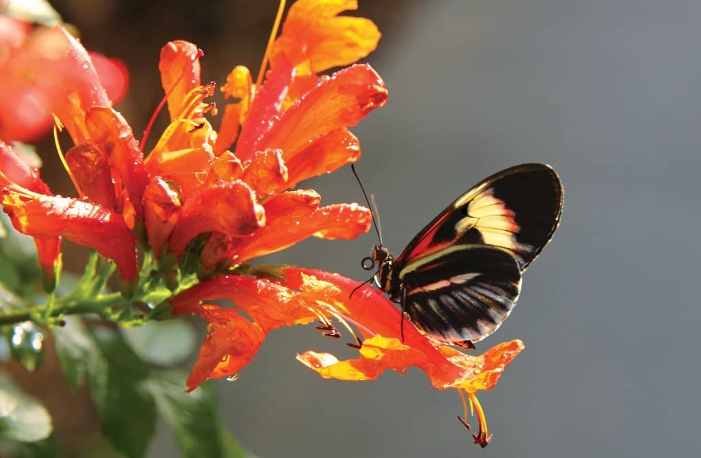 Tropical Aviaries