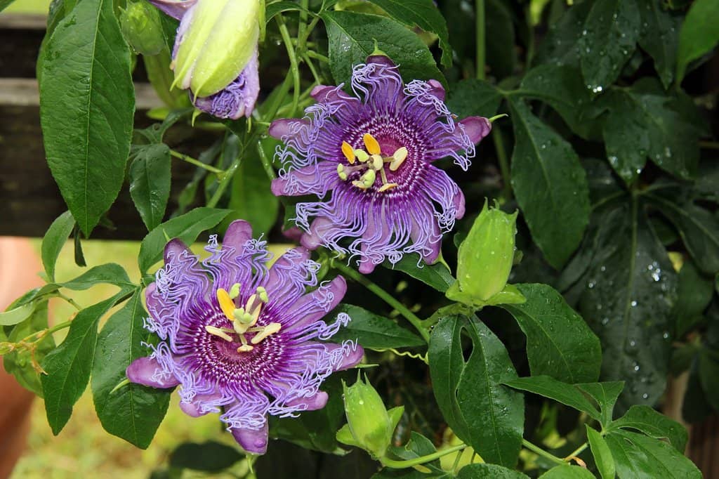 Botanical Gardens