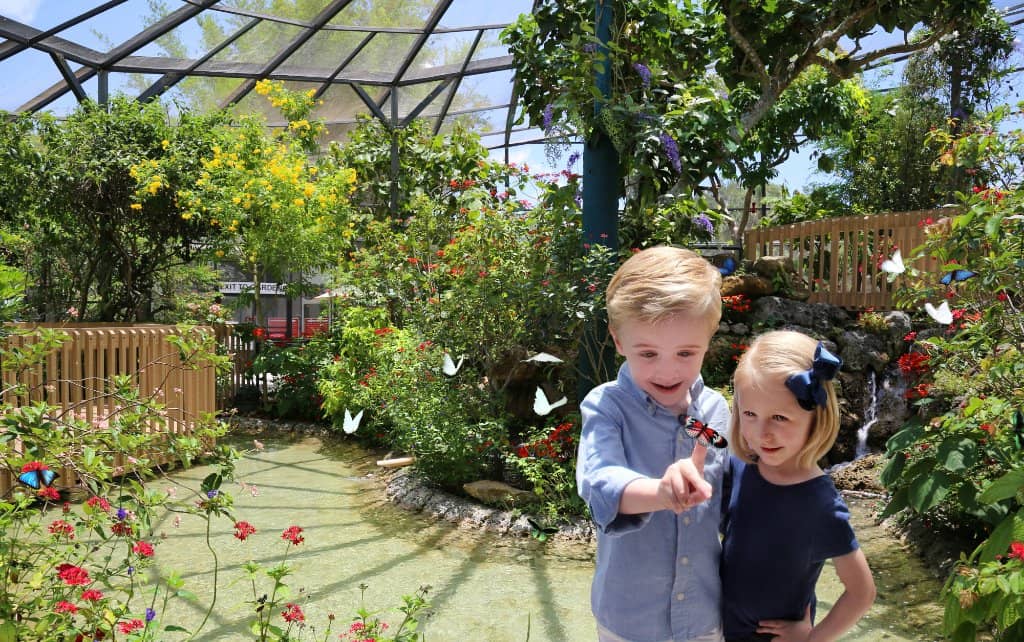 Cocoon to Butterfly Exhibit