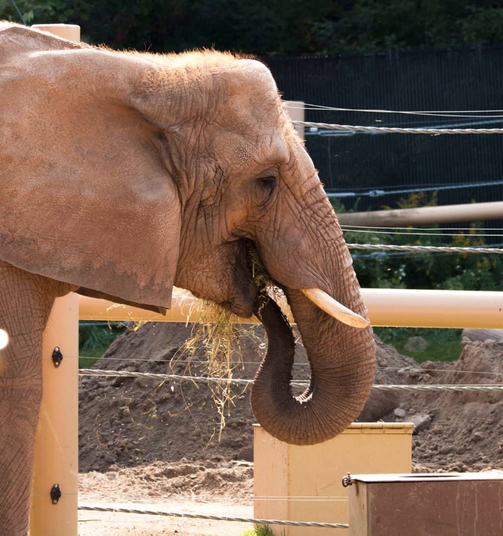 African Elephant Encounter