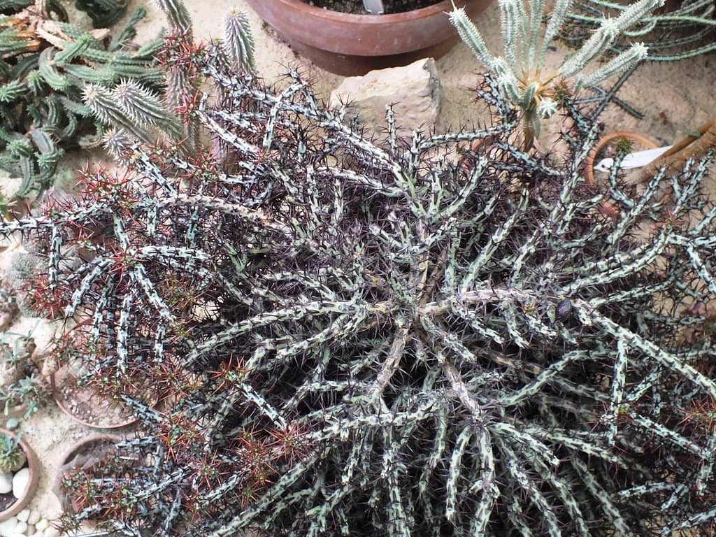 The 'Explorer' Program