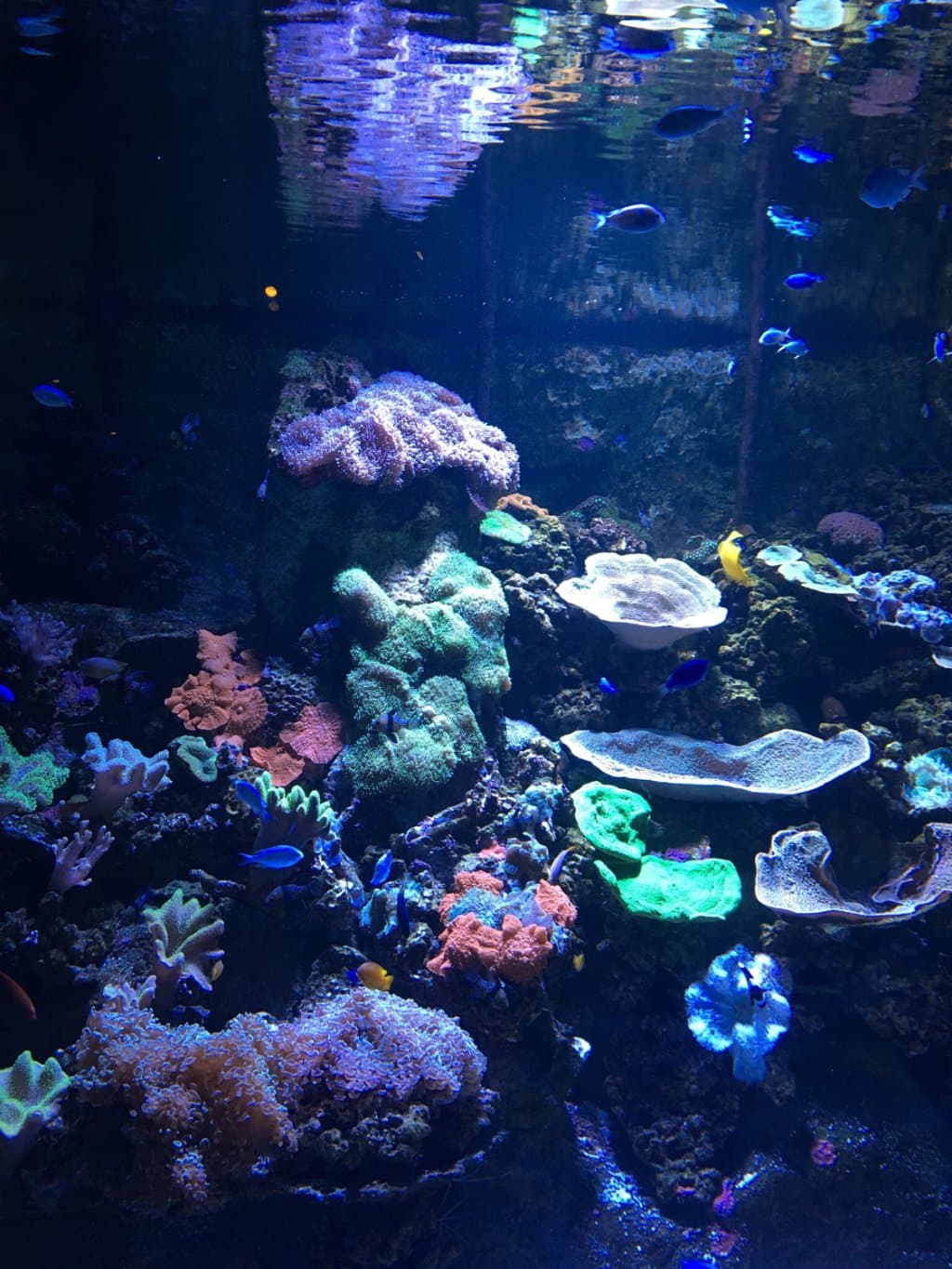Coral exhibit