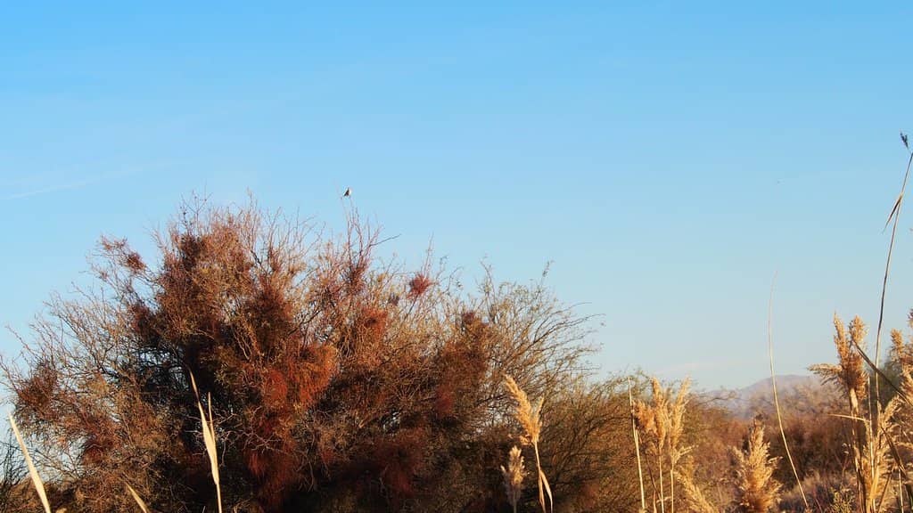 Wetland Walking Trails