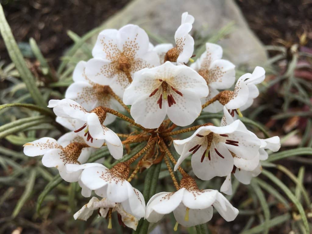 Rhododendron Wonderland