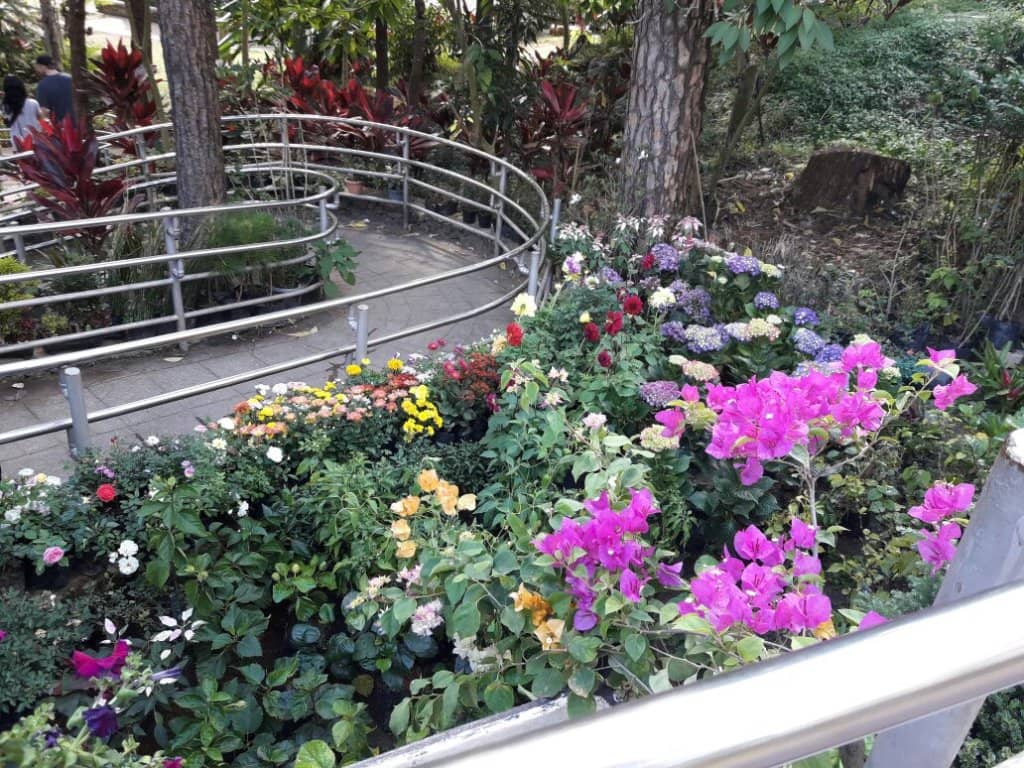 Blooming Flower Displays