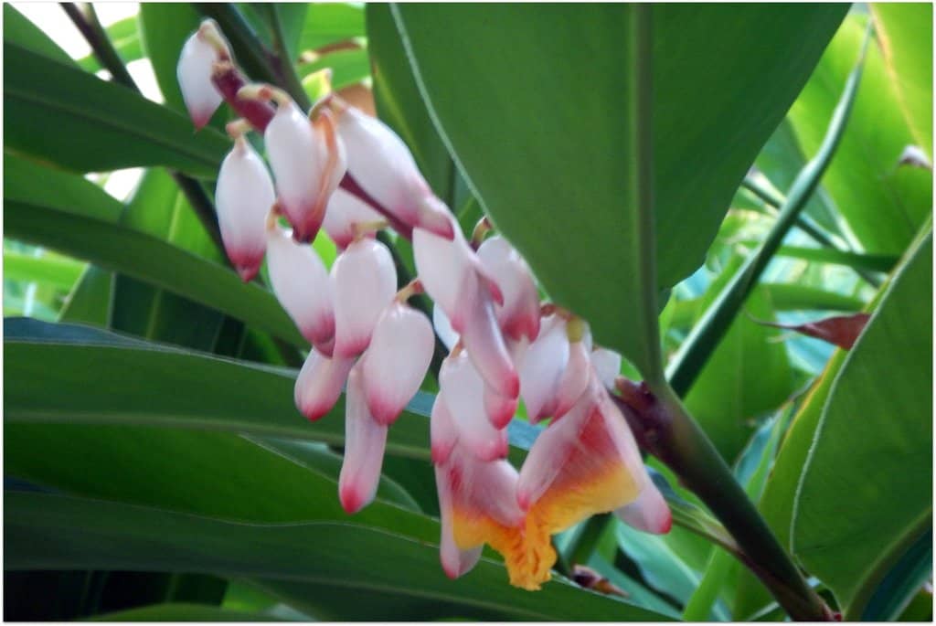 Diverse Fern Collection