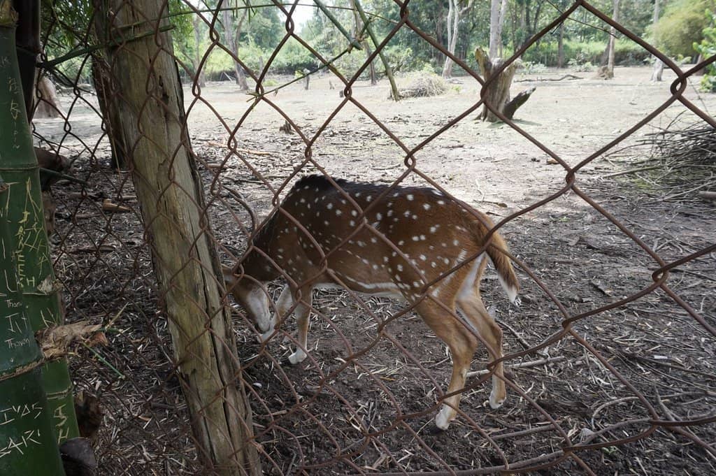 Bird Park & Deer Park