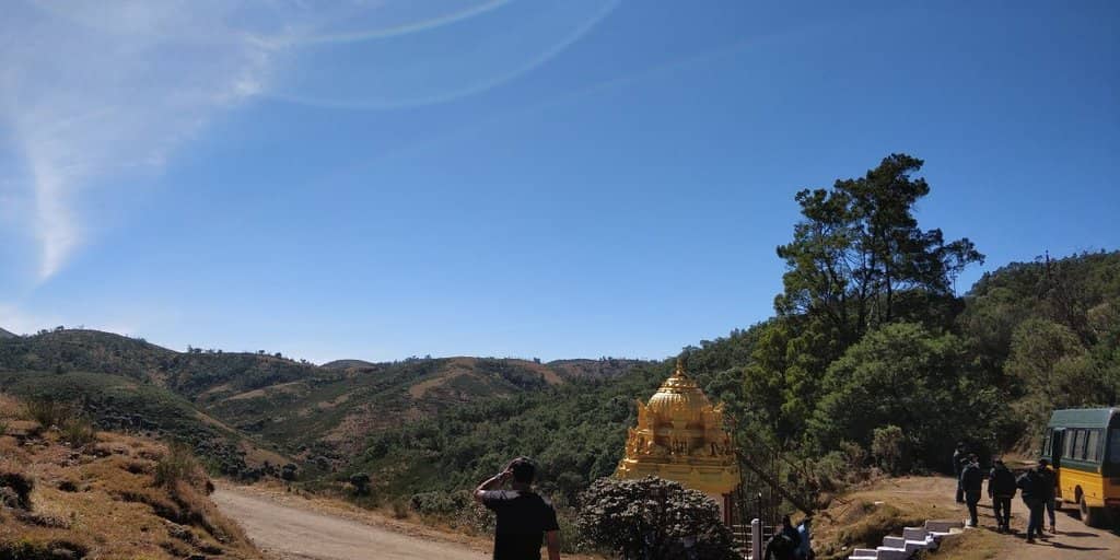 Charming Pine Forest Walk