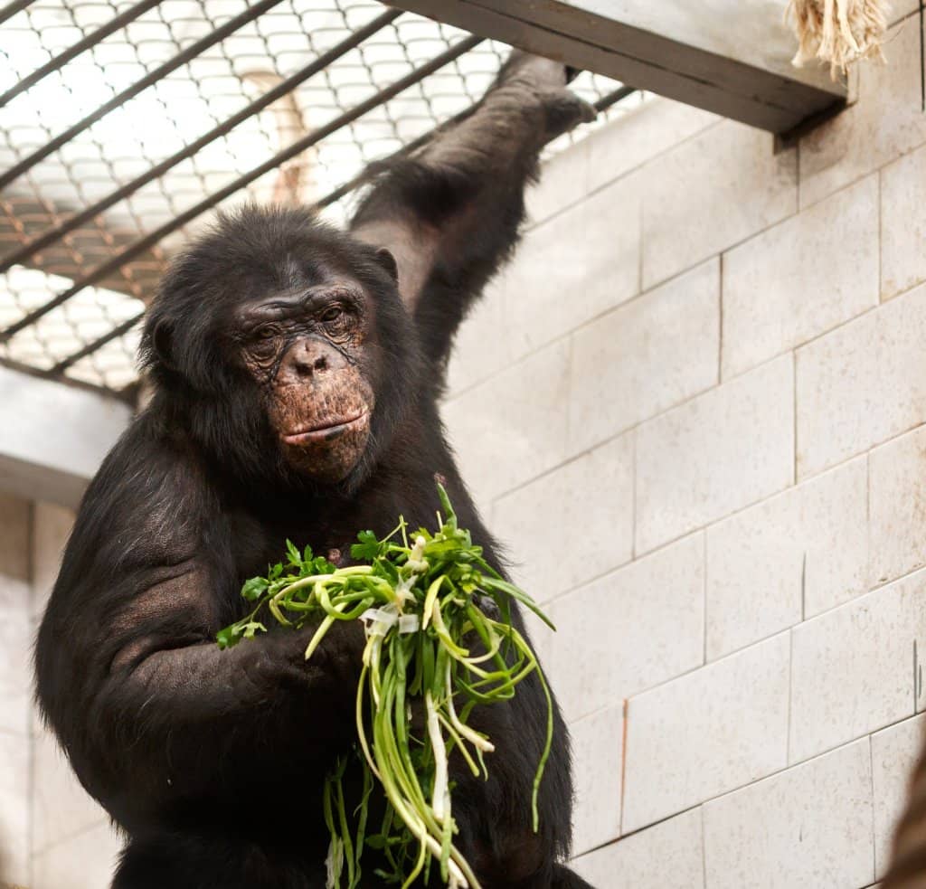 Diverse Mammal Collection