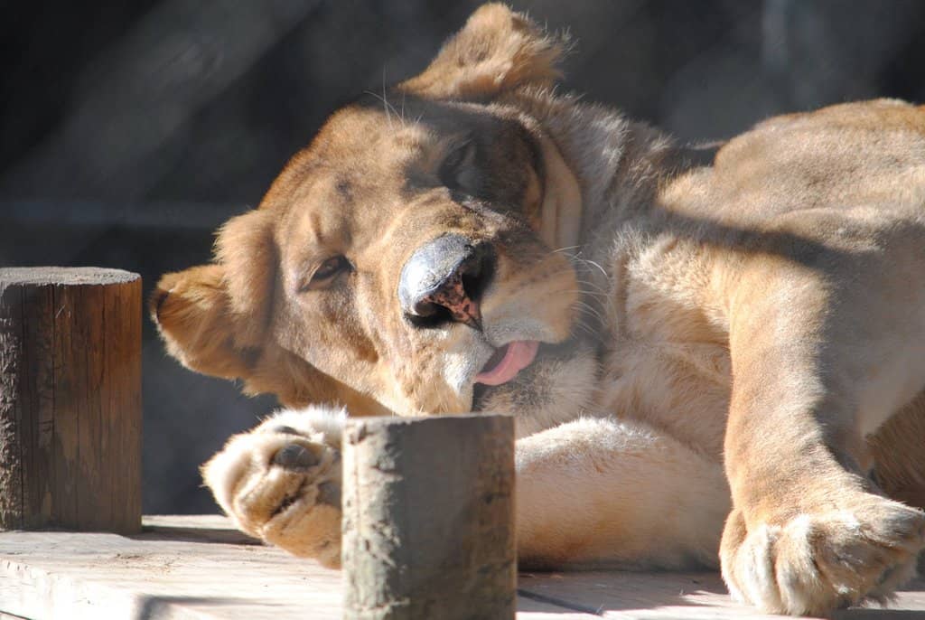 Diverse Big Cat Collection