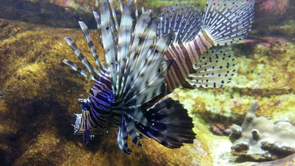 Vibrant Coral Reefs